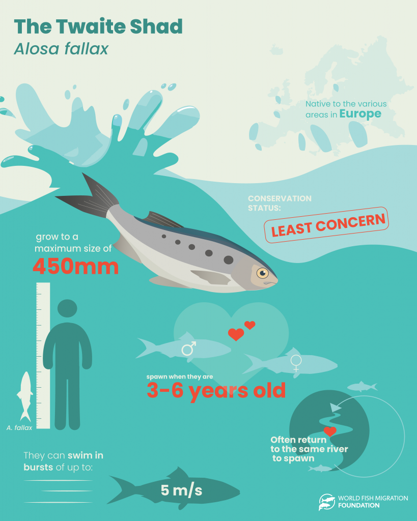Fish Factsheets