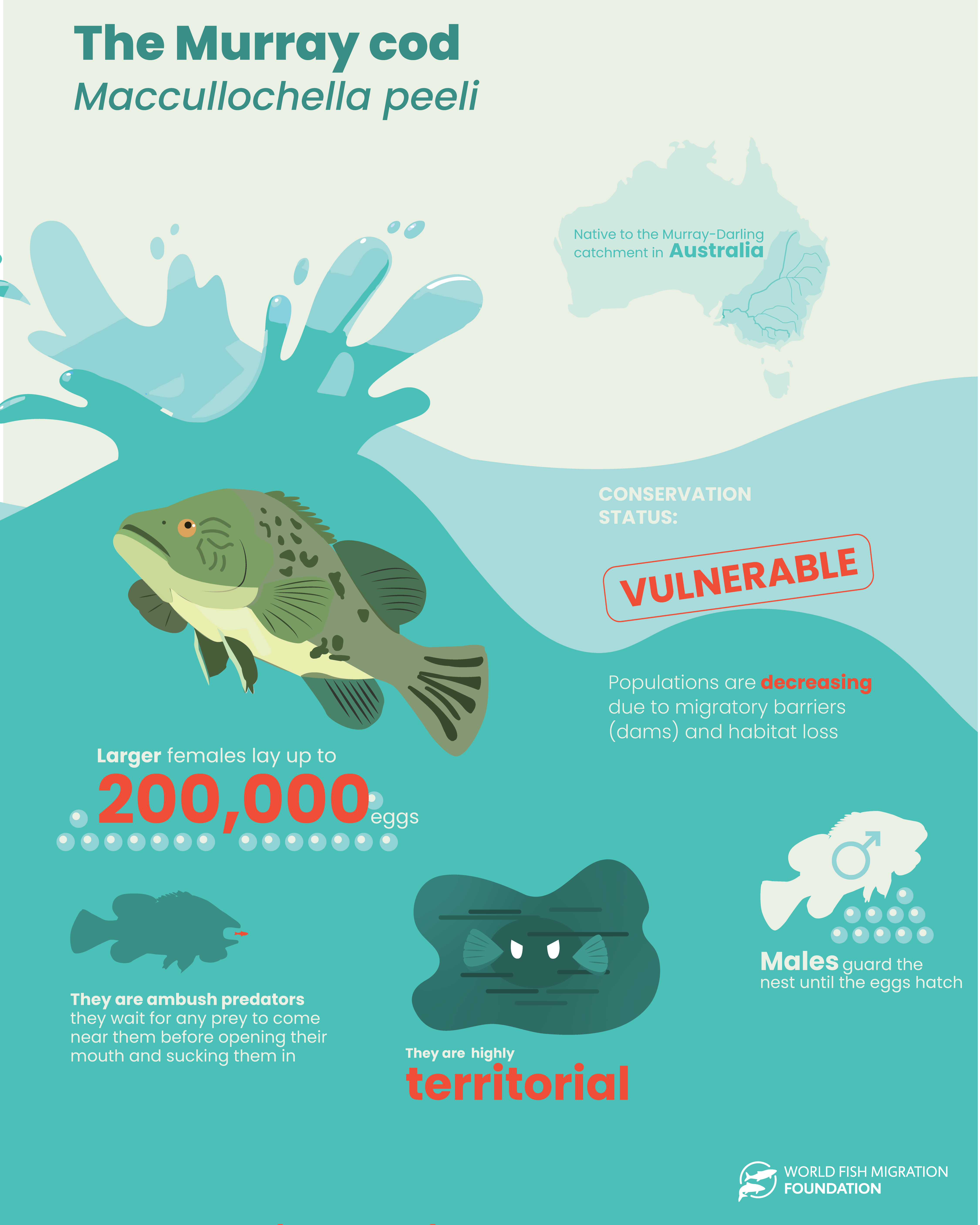 11 Fun facts about fish - BC SPCA