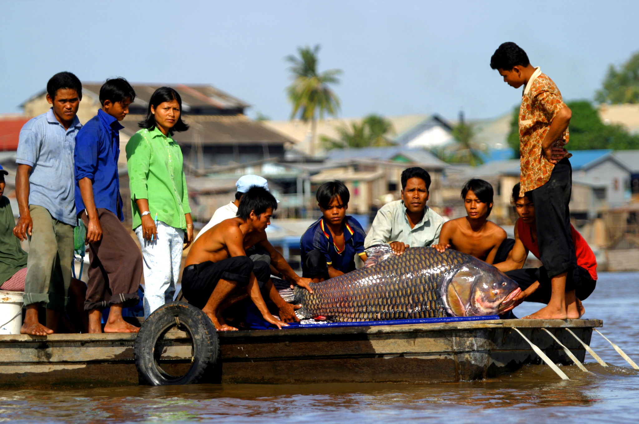 Giant Carp, one of the Forgotten Fishes on the Mekong River